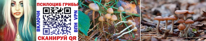 Галлюциногенные грибы GOLDEN TEACHER  даркнет сайт  Гороховец 